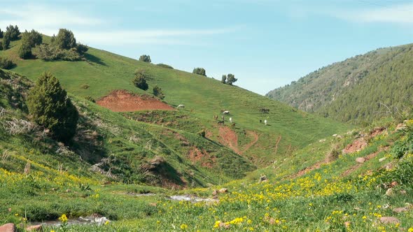 Horses Graze In The Mountains 16