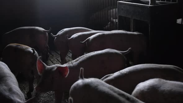 Pigs Indoors In Pen On Farm