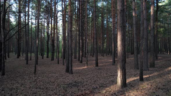 Slowly Through The Pine Forest