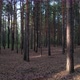 Slowly Through The Pine Forest - VideoHive Item for Sale