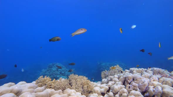 Underwater World Coral Fish Reef