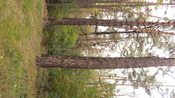 Vertical Video Autumn Forest with Trees in Ukraine Slow Motion