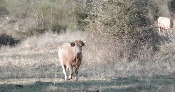 Amazed Cow In The Field Stops Walking Looking Straight To The Camera In Alentejo Province, Portalegr