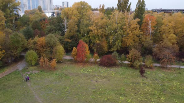 Autumn Forest Aerial Drone View