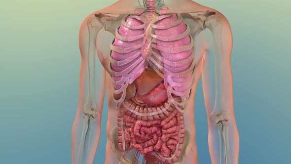 Human Internal Digestive Organ Liver Anatomy Animation Concept. 3D