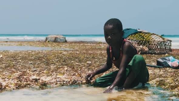 Local African Boys in Shallow Water of the Ocean Play with Sea Fish at Low Tide