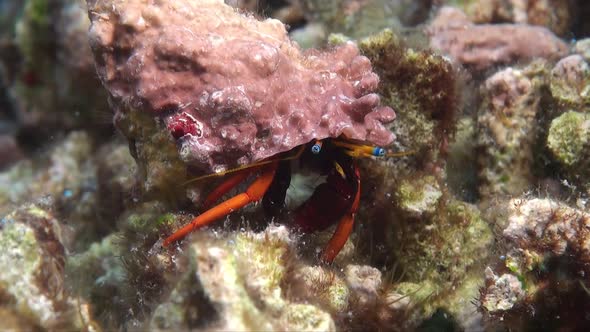 close up shot of small hermit crab walking over the coral reef