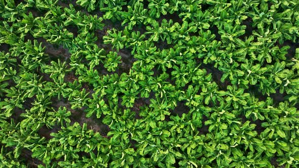 Texture of the banana plantation aerial view Turkey Alanya 4 K