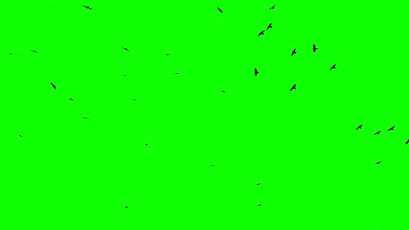 Flock Of Birds On Green Screen