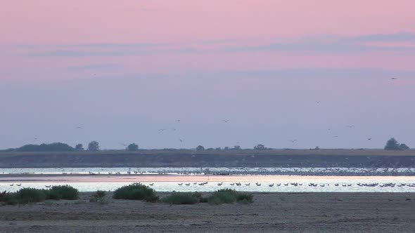 Many Birds Fly Over the Lake in the Evening 3