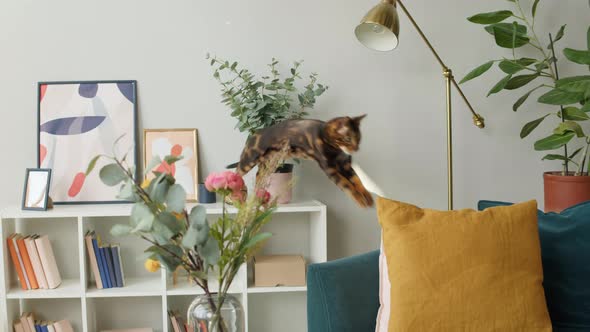 Bengal Cat Jumping on Sofa