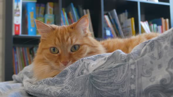 Man is Stroking Ginger Cat in Bed