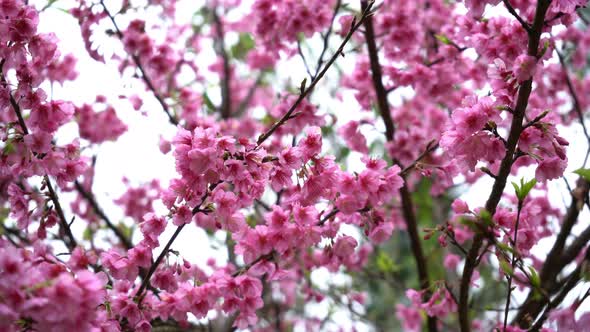 Spring Blossom