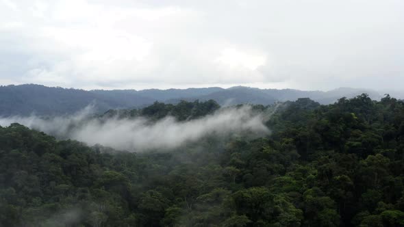 Aerial view of tropical forest canopy covered in mist, flying through the mist