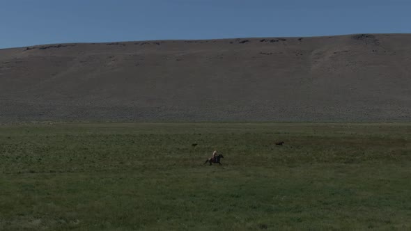 Horseback Chasing Cattle