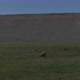Horseback Chasing Cattle - VideoHive Item for Sale