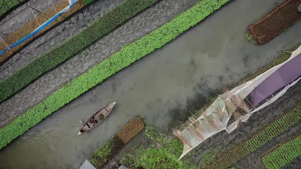 Aerial view of farmers doing the harvest in Banaripara, Barisal, Bangladesh.