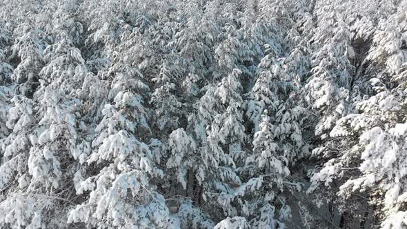 Flying Over a Snowy Winter Forest on a Sunny Day