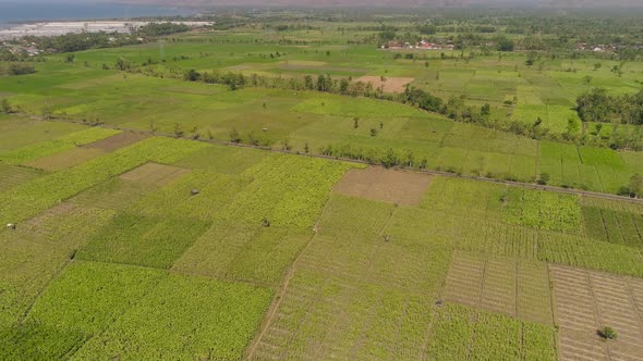 Agricultural Land in Indonesia