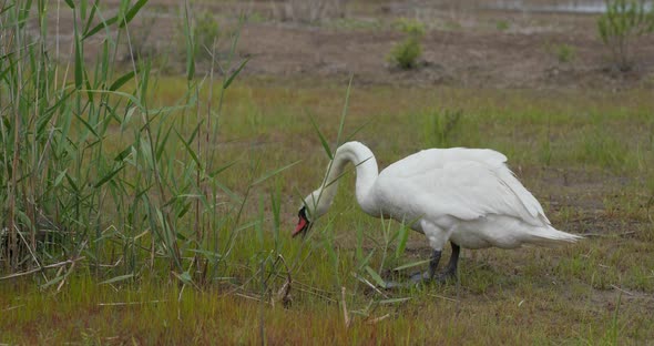 Swan eat grass in the park