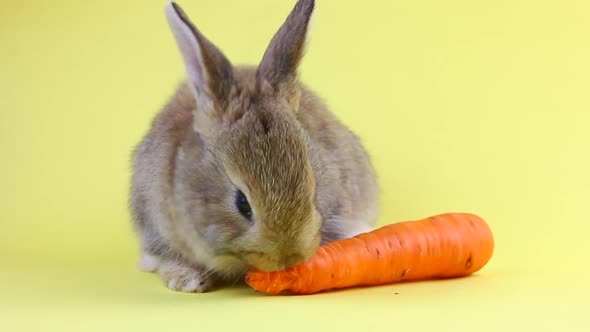 Little Fluffy Cute Handmade Brown Rabbit Sitting on a Pastel Yellow Background and Eating Ripe Fresh