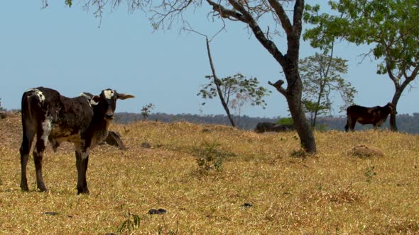 Slow motion long shot of a young girolando bull in a pasture