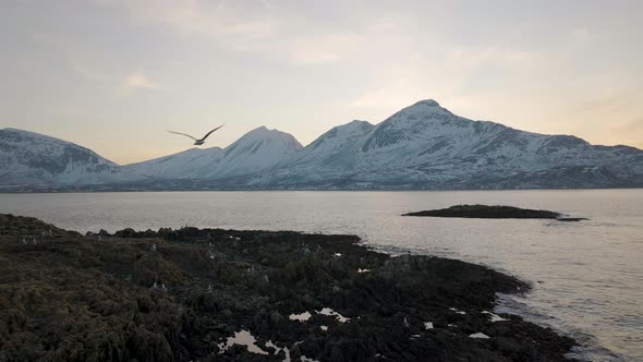 Slowmo aerial from coastline with seagulls at sunset, snowy arctic mountains