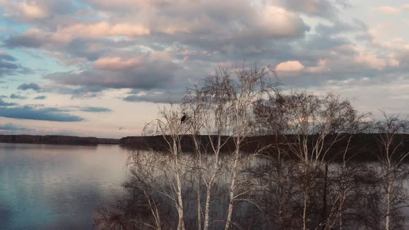 Aerial View of Birds on a Tree on an Island in the Center of the Lake