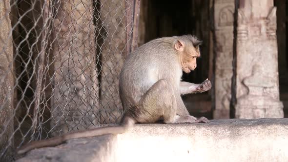 Cute monkey sitting and eating from his hand.