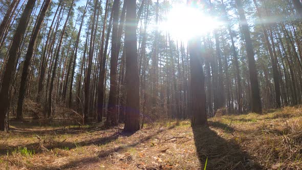 Inside a Pine Forest By Day Slow Motion