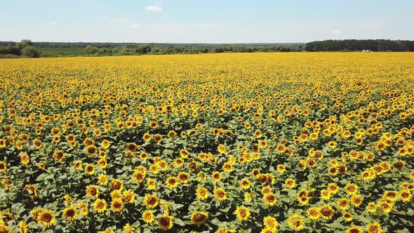 Scenic Sunflower Field