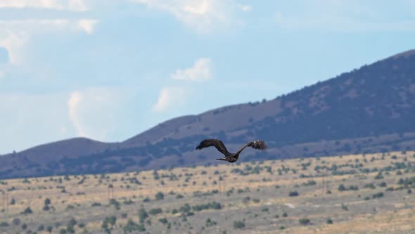 Golden Eagle Flying through the sky in slow motion