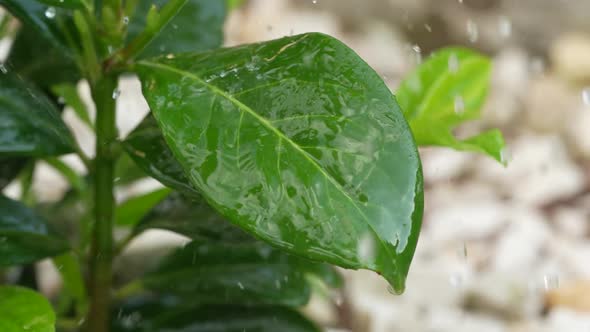 Watering Plants 30