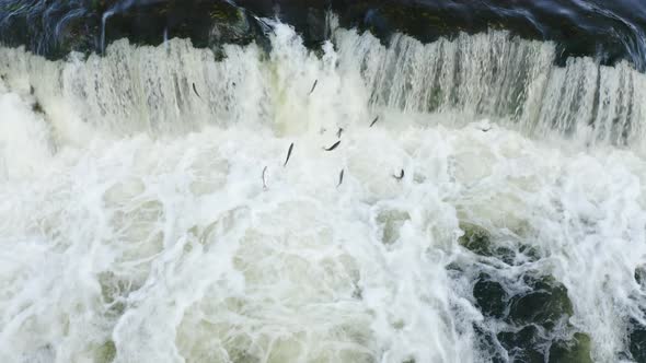 Spawning Salmon Leaping on Waterfall