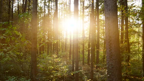 Nature Environment of Forest Trees Landscape