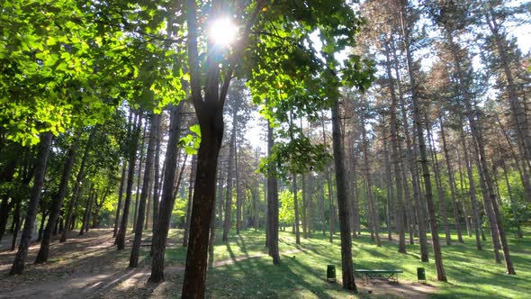 Green forest with glowing sun