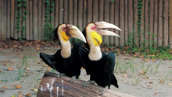 Pair of Wreathed Hornbill Scientific Name Rhyticeros Undulatus Birds at Zoo