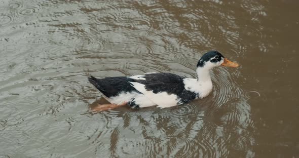 White Domestic Geese and Ducks Swim in Pond on Farm