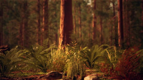 Tall Forest of Sequoias in Yosemite National Park