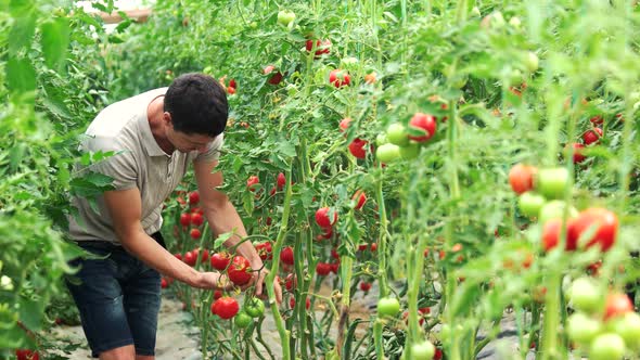 Young Man Working in Greenhouse