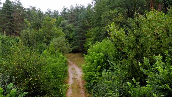 Path in the forest. Fresh nature in summer. Green bushes and mixed trees in woodland.