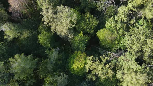 Aerial View of Trees in the Forest. Ukraine