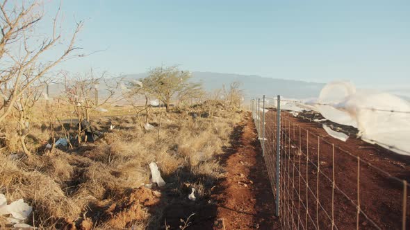 Hawaii Ecology Pollution  Footage Human Plastic Waste Flying on Wind Sunset