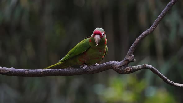 Green and Red Aratinga Mitrata Parrot perched in branch in rainforest and eating - close up slow mot
