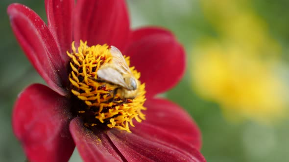 Bee over deep red color dahlia flower in the garden shallow DOF 4K 2160p UltraHD footage - Dahlia Bi