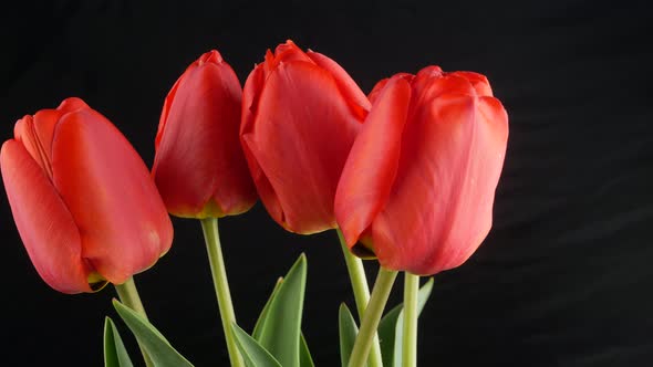 Row of red tulips against a dark background for a Mother's Day or other celebration