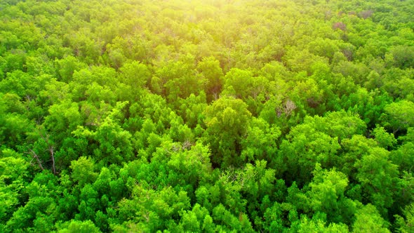 Aerial view from a drone over a green forest in a mangrove forest