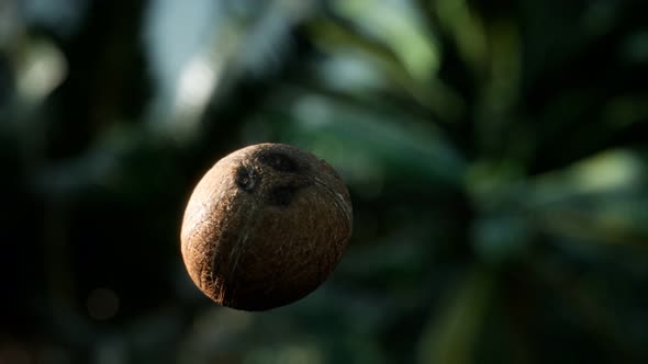 Extreme Slow Motion Falling Coconut in Jungle alt