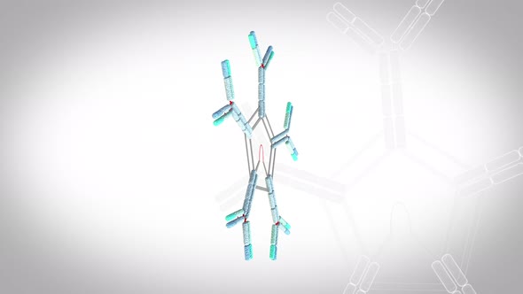 Antibodies Igm   Rotation Loop