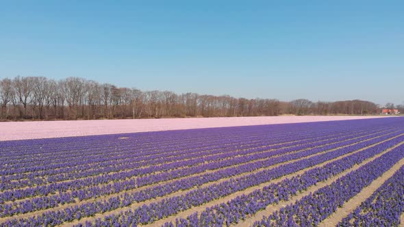 Fly Over Dutch Flower Fields With Growing Hyacinthus Orientalis In The Netherlands. Aerial Drone Sho